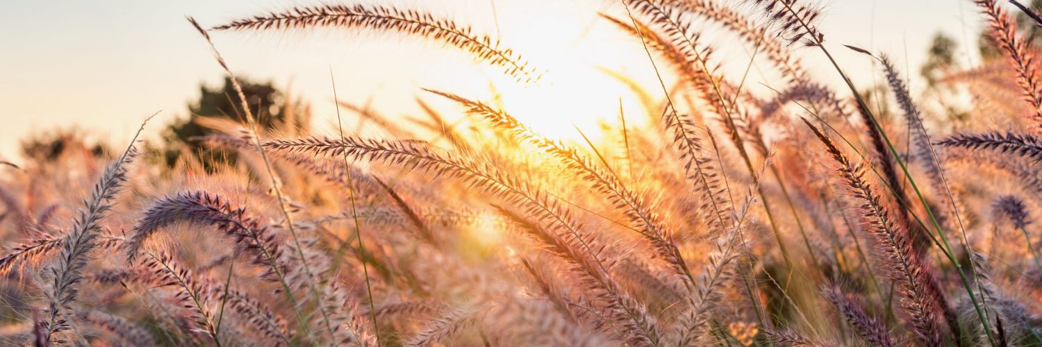 Grass flower at sunset.